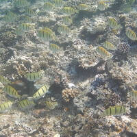 今年も行ってました！ひとり旅～八重山～4日目