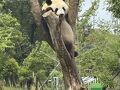 中国の旅　成都～重慶2回目編