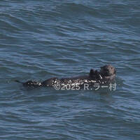 北海道9日間車で周遊の旅（7日目 →霧多布岬→摩周湖→美幌峠 編）－野生のラッコを見たよ－