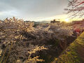 桜旅⑦ 盛岡城の桜と天然記念物 石割桜（田沢湖・乳頭温泉・盛岡城・石割桜・梅と桜の同時咲き）