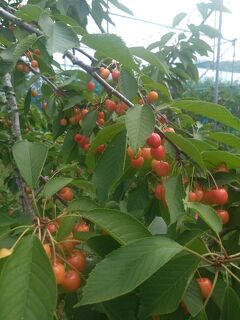 旅行体験記2025～東根～2年ぶりの山形！さくらんぼの生産量日本一の都市でさくらんぼ絶景旅！