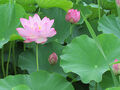 南陽市民体育館の蓮の花