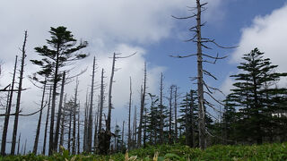 北八ヶ岳ロープウエイ坪庭、御泉水自然園の静謐な湿原と女神のテラス