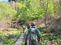 水芭蕉の尾瀬ヶ原