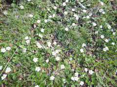 2025 富士山五合目散歩(富士宮口）