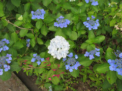 米沢瑞雲院の紫陽花