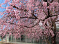 石川 / 金沢　桜の季節に狙いを定めて行ったのよ　すごい素敵♪　その２