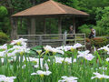 馬場花木園散歩　６月の花（４１種）２０２５年