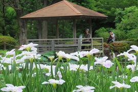 馬場花木園散歩　６月の花（４１種）２０２５年