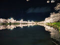 桜旅⑧ 日本三大夜桜＆みちのく三大桜名所 弘前公園
