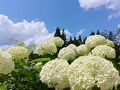 梅雨明け前の松之山温泉♪ 2025