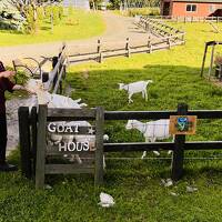 夏の北海道～車で巡る道央エリア(札幌・積丹・小樽・富良野)