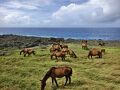 与那国島・1泊2日で観光スポット巡り