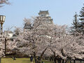 2025年 神戸・姫路・龍野（＋夙川）桜見物 ２日目（その２）