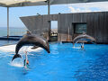 新潟の水族館とマンホール収集の旅【上越市立水族博物館うみがたり】