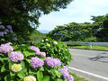 紫陽花が咲き誇る三ヶ根山スカイライン