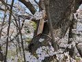 山科の桜