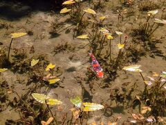 鮎を食べに岐阜へ行ってきた　　　郡上八幡・長良川温泉・関　　　　公共交通機関・マイカー色々