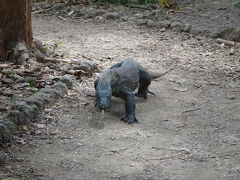 2025年夏　フローレス島とコモドドラゴンに会う旅