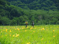 花ざかりの尾瀬トレッキングその1　尾瀬ヶ原編
