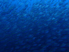 GWのタオ島ダイビング（海の記録）