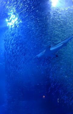 横浜八景島シーパラダイス