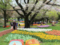 ☆4トラ仲間とのお出かけ☆チューリップと桜と菜の花の昭和記念公園へ　with mistralさん