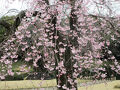 ２０２４年３月　東京桜めぐり　３日目　その２　小石川後楽園でランチと散策。枝垂れ桜が少し咲いていました。