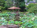 馬場花木園　ハスが見頃　2025年