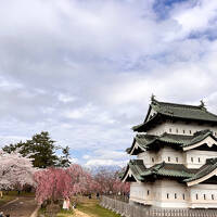 桜満開の弘前旅