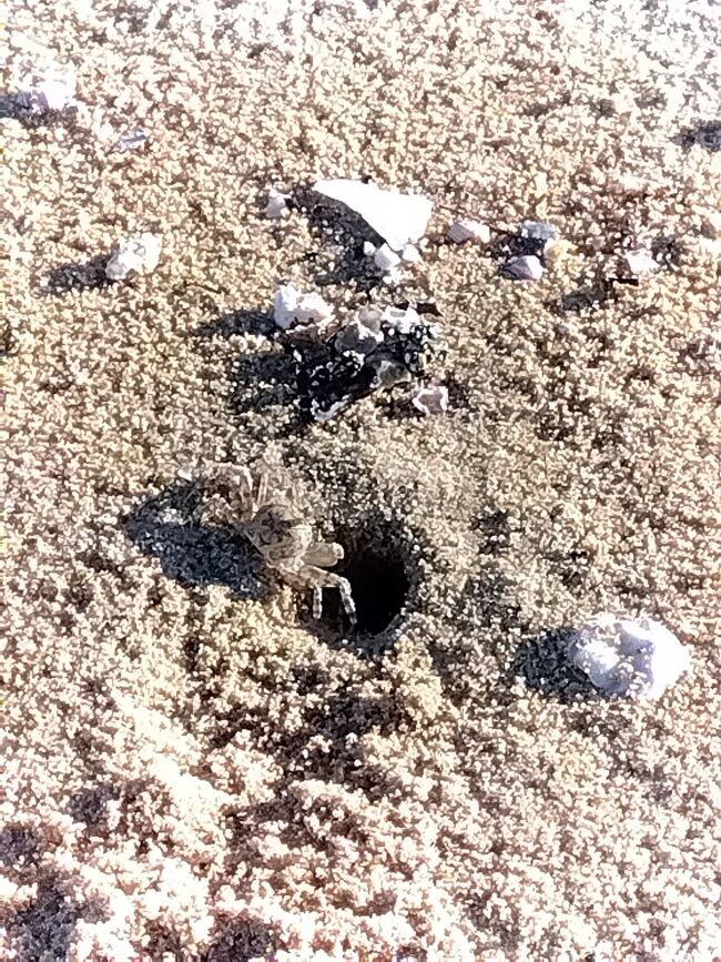 香川県三豊市の沖合に浮かぶ粟島は、周囲16kmの小さな有人離島です。須田港から定期船で15分という近距離にあって対岸が目と鼻の先に見えながらも穏やかな海、澄んだ空、静かな時間を味わうことのできる島です。<br />この島に渡り、浜辺を歩き、星空を見上げ、今ではめったに見られなくなった海ホタルを観察しました。<br />翌日はインスタ映えで有名になった父母ヶ浜を訪れて、遠浅の美しい浜辺で遊びました。<br />どちらも工業化を免れた、珠玉ののような海岸でした。