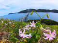 25年夏　鹿児島　甑島を周遊します。下甑島の鳥の巣山展望台まで