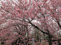 ２０２４年３月　東京桜めぐり　３日目　その３　新宿御苑できれいな桜をたくさん見ました。