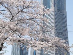 横浜みなとみらいのフラワーガーデンとお花見と