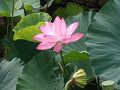 蓮の花を見に鶴岡八幡宮に参拝