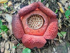 7歳、5歳とコタ・キナバル（後半）◇ポーリン温泉、ロッカウイワイルドライフパークとクアラルンプール観光