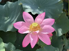 蓮の花が綺麗な季節です☆in 韓国