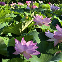 2025年7月21日～2週連続でどこかにビューーン!で新潟へ　長岡～新潟　ホテルオークラ新潟泊