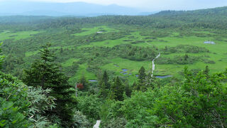 予想を裏切る八甲田山は花の山だった