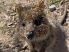 ロットネスト島