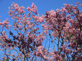 ２０２４年３月　東京桜旅　４日目　その２　皇居の桜通り抜けに行きました。