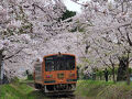 桜旅⑪ 2025年最後の花見は津軽半島随一の桜の名所　芦野公園。そして太宰治の足跡を訪ねて