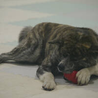 夏の東北旅③　秋田犬の里・大館、秋田市、角館と十和田湖