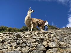 南米旅行④マチュピチュ