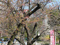 ２０２４年３月　東京・桜めぐり　５日目　その１　浅草周辺散歩し船で墨田川下り浜離宮恩賜公園に向かう