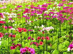 奥日光のクリンソウ