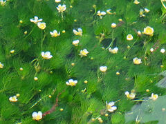 梅花藻が見たくて　湧水の町三島散歩