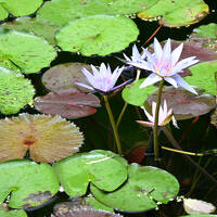 アートとウミガメに出会う2泊3日④&#12316;室戸岬とモネの庭&#12316;