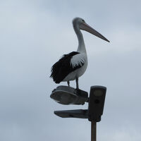 ２０２５年8月　パース5泊7日滞在記  その2