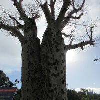 ２０２５年8月　パース5泊7日滞在記  その5